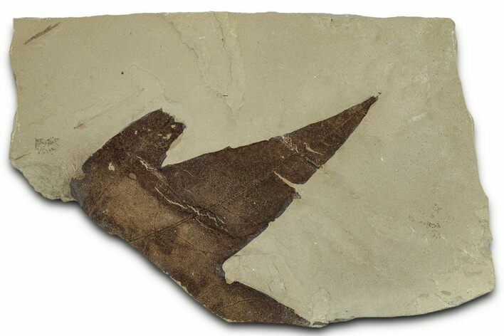 Fossil Sycamore (Macginitiea) Leaf - Green River Formation, Utah #325602